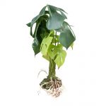 Terarijná rastlina Alocasia L 45cm